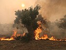 Plameny zachvátily strom v Alexandroupolis v ecku. (22. srpna 2023)