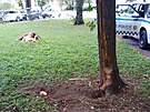 Stromy v paríku u bývalé Kovony v Karviné zejm pokodil pes bojového plemene.