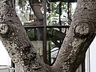 Propojení s pírodou je díky starým stromm velmi úzké.