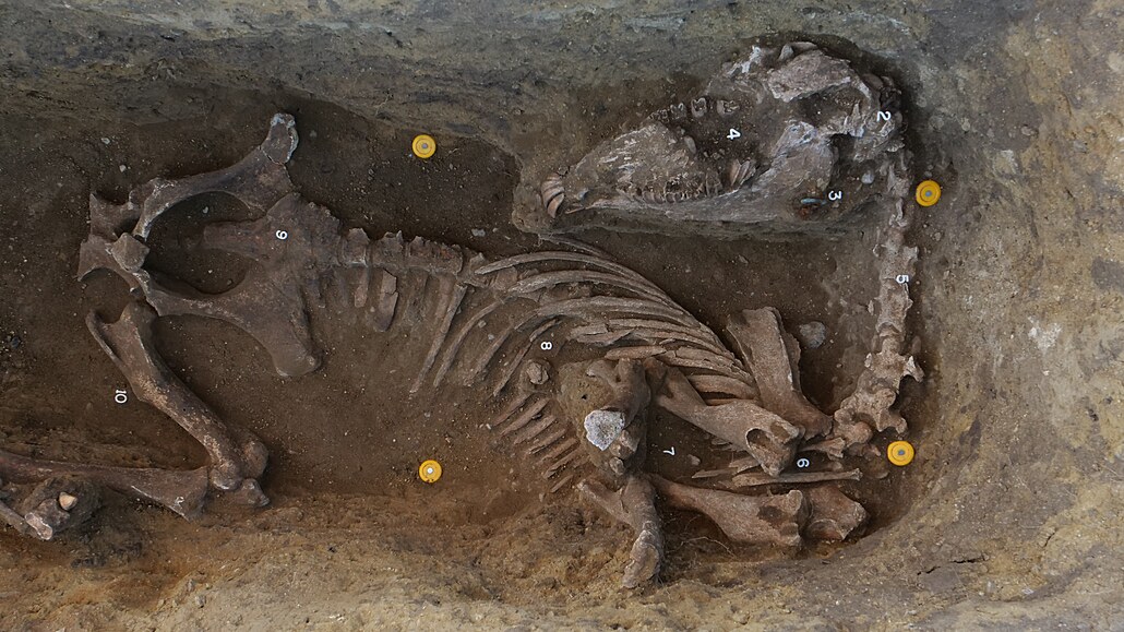 Archeologové odkryli pod Pálavou hroby germánského kmene Langobard�. Jde o...