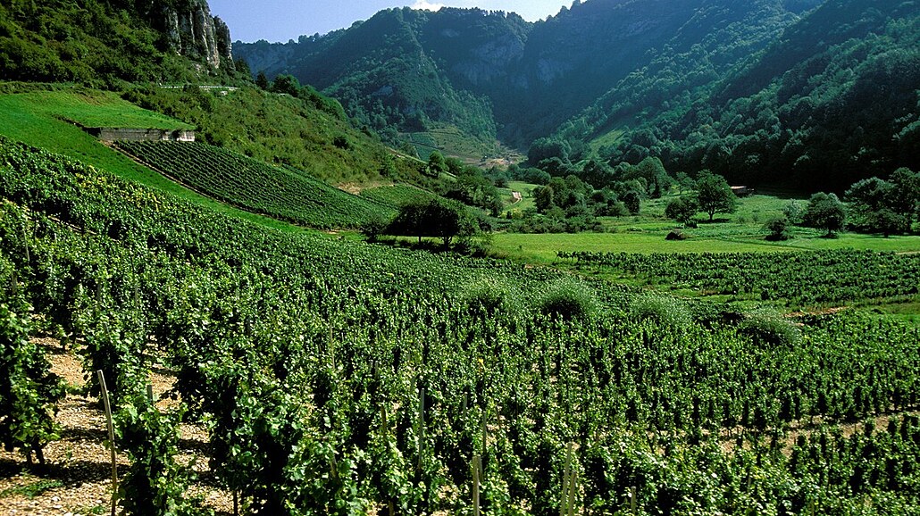 Vinice v regionu Bugey na východ� Francie (23. listopadu 2005)