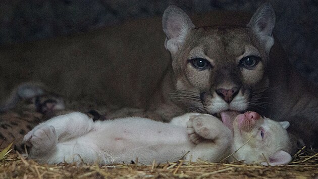 Puma olizuje sv msn albinotick mld, narozen v zajet, ve vbhu v zoo Thomase Belta v nikaragujsk Juigalp. (22. srpna 2023)