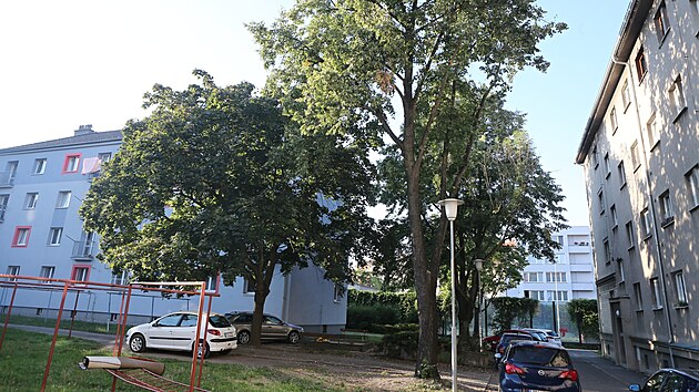 Obyvatel okolnch dom se obvaj, e pi revitalizaci vnitrobloku v Boettingerov ulici na Borech pjdou k zemi vzrostl stromy. (20. srpna 2023)