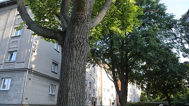 Mstn se boj o vzrostl stromy ve vnitrobloku v Boettingerov ulici v Plzni. (20. srpna 2023)