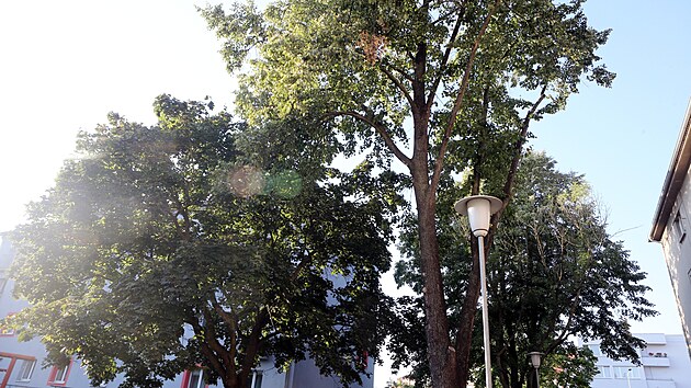 Stromy ohroen pokcenm pi revitalizaci v Boettingerov ulici na Borech. Petici na zachovn parku podepsali podle signatky obyvatel vech 12 dom v tto obytn zn. (20. srpna 2023)