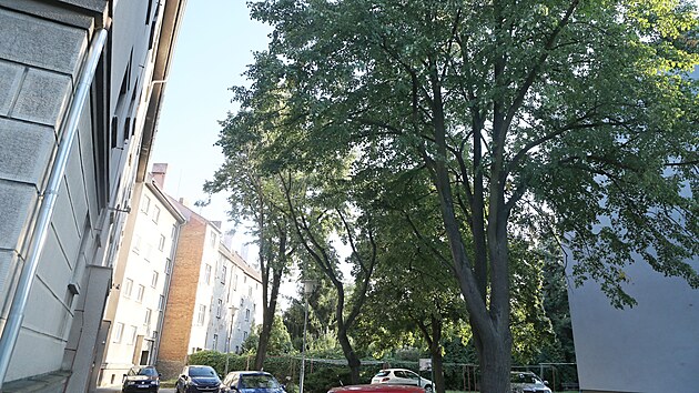 Stromy ohroen pokcenm pi revitalizaci v Boettingerov ulici na Borech. (20. srpna 2023)