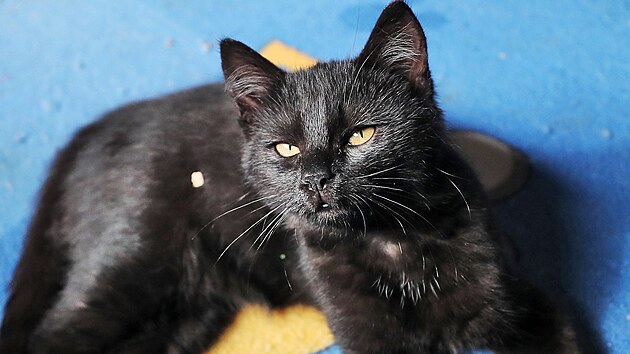 Ko�ky zachr�n�n� z klece pohozen� v lese na�ly do�asn� �to�i�t� ve Svatav�, kde se o n� star� Andrea Burdov�.