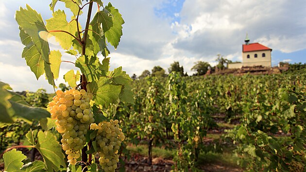Na trojsk� vinici sv. Kl�ry se bude slavit vinobran�, kon� se o v�kendu 16. a�...