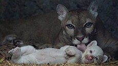 Puma olizuje své msíní albinotické mlád, narozené v zajetí, ve výbhu v zoo...