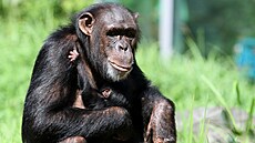 �estnáctiletá samice �impanze hornoguinejského se svým prvním mlád�tem (28....