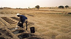 ena zalévá cibule vysazené na poli nedaleko malijského msta Timbuktu. (26....