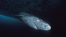 ralok malohlavý nebo také ralok grónský (anglicky Greenland shark) je velký...