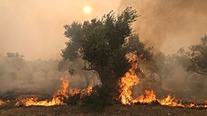 Plameny zachvátily strom v Alexandroupolis v �ecku. (22. srpna 2023)