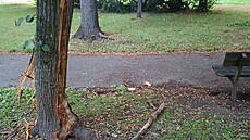 Stromy v paríku u bývalé Kovony v Karviné zejm pokodil pes bojového plemene.