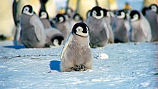 mládě tučňáka císařkého 6. března 2017