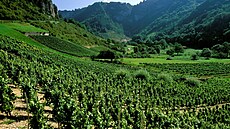 Vinice v regionu Bugey na východě Francie (23. listopadu 2005)