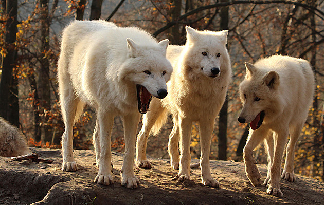 Trojice vlk arktických, kteí psobí, jako by se chechtali, se proslavila...