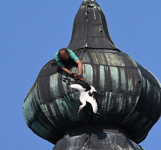 Čáp se zaklínil nohou na kostelní věži, kvůli stresu později uhynul