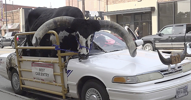 VIDEO: Býk s obřími rohy seděl na místě spolujezdce, řidič vyvázl s napomenutím