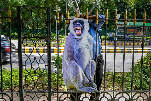 „Opičí muži“ budou na summitu G20 hlídat květinovou výzdobu před makaky