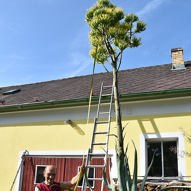 Agáve americká překvapila pěstitele, vykvetla po jednatřiceti letech