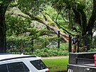 Strom vyvrácený hurikánem Idalia leí na pozemku sídla floridského guvernéra...