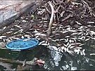V nádri Havraní ostrov na Litomicku uhynuly ryby