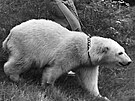 Manelé Tilovi se o ledního medvda Kukulína starali jako o domácího mazlíka.