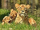 Krátce poté, co se do Brna v roce 2017 po delí pauze vrátili lvi, se samici...
