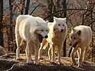 Trojice vlk arktických, kteí psobí, jako by se chechtali, se proslavila...