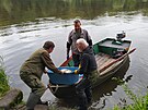 Ryb��i odv�ej� uhynul� ryby z n�dr�e Havran� ostrov v Lovosic�ch na...