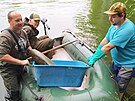 Ryb��i odv�ej� uhynul� ryby z n�dr�e Havran� ostrov v Lovosic�ch na...