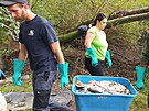 Rybái odváejí uhynulé ryby z nádre Havraní ostrov v Lovosicích na...