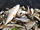 Ryb��i odv�ej� uhynul� ryby z n�dr�e Havran� ostrov v Lovosic�ch na...