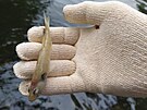 Rybái odváejí uhynulé ryby z nádre Havraní ostrov v Lovosicích na...