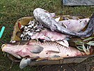 Ryb��i odv�ej� uhynul� ryby z n�dr�e Havran� ostrov v Lovosic�ch na...