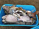 Ryb��i odv�ej� uhynul� ryby z n�dr�e Havran� ostrov v Lovosic�ch na...