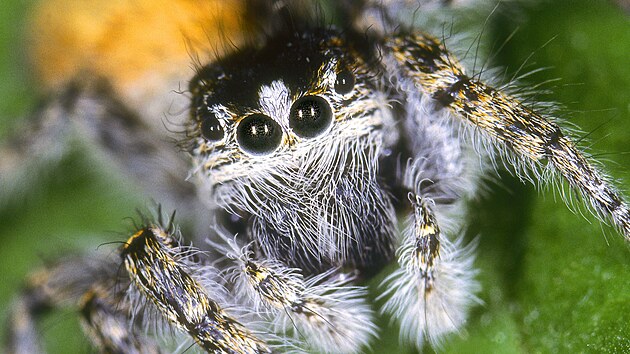 Pavouk skkavka z eckho ostrova Skiathos pouv pedn oi jako pesn teleobjektivy k odhadu vzdlenosti od koisti.