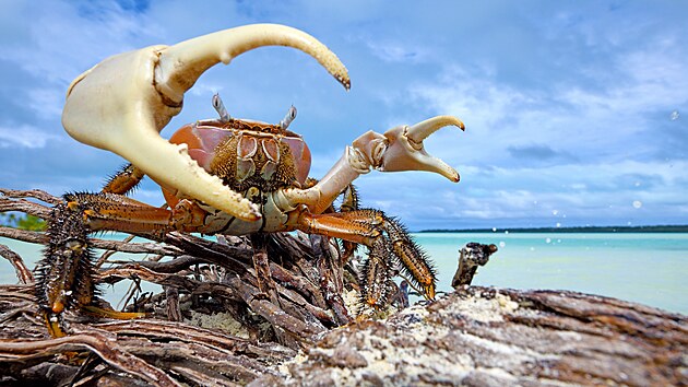 Krabi druhu Cardisoma carnifex, kterm mstn kaj tupa, jsou suchozemskmi vldci ostrova Aitutaki v souostrov Cookovch ostrov.