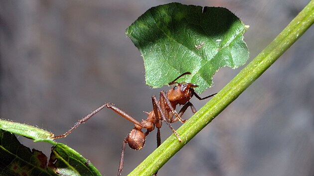 Amerit mravenci stihai nos kousky list do mravenit, kde z nich vyrbj kompost, na kterm pstuj jedl houby.
