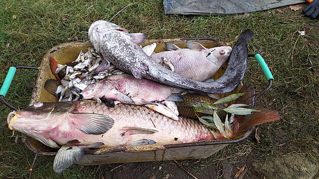Rybi odvej uhynul ryby z ndre Havran ostrov v Lovosicch na Litomicku.