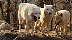 Trojice vlků arktických, kteří působí, jako by se chechtali, se proslavila...