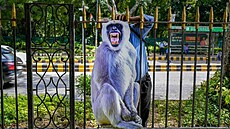 Papírová figurína nep�átelské opice k zastra�ení makak� rhesus 29. srpna 2023