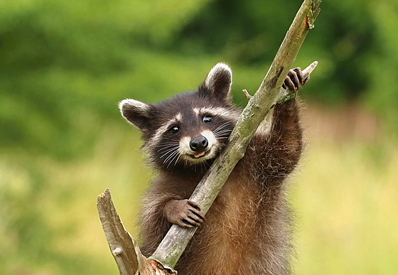 ilustra�ní snímek