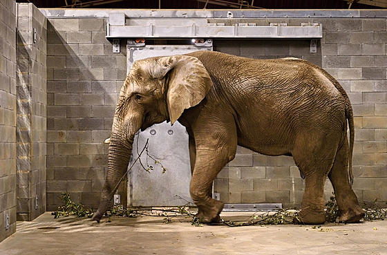 Získáním sloního samce se zlínské zoo splnil dlouholetý chovatelský sen. Mohou...