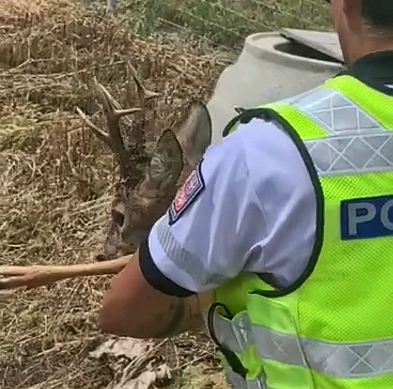 Policista nakonec dezorientovaného srnce odnesl do bezpeí. (6. záí 2023)