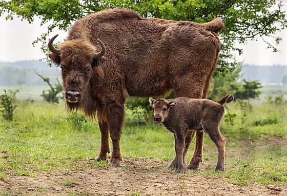 Zub�i v P�írodní rezervaci Milovice. V roce 2023 se narodilo ji� 8 zub�ích...