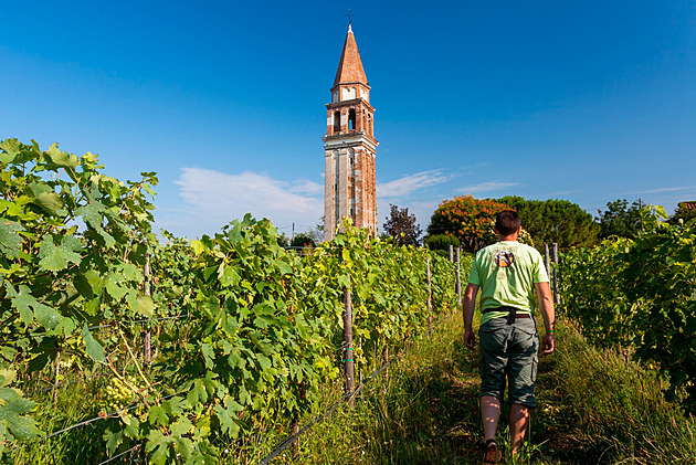 Benátští vinaři se bojí o prosecco, dělníci odcházejí a hroznů je málo