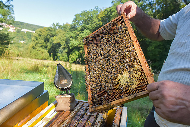 Za med bychom neměli chtít méně než 200 kč za kilo, říká včelař. A bojí se sršní