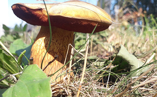 OBRAZEM: Houbaři našli kováře i koloděje. A krásného satana